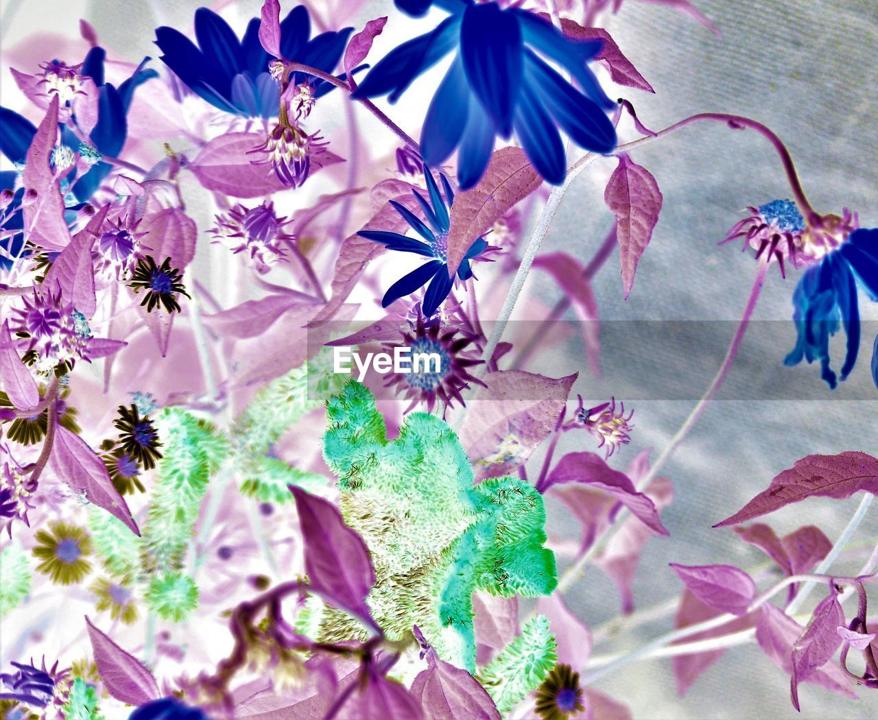 CLOSE-UP OF PURPLE FLOWERS GROWING ON PLANT