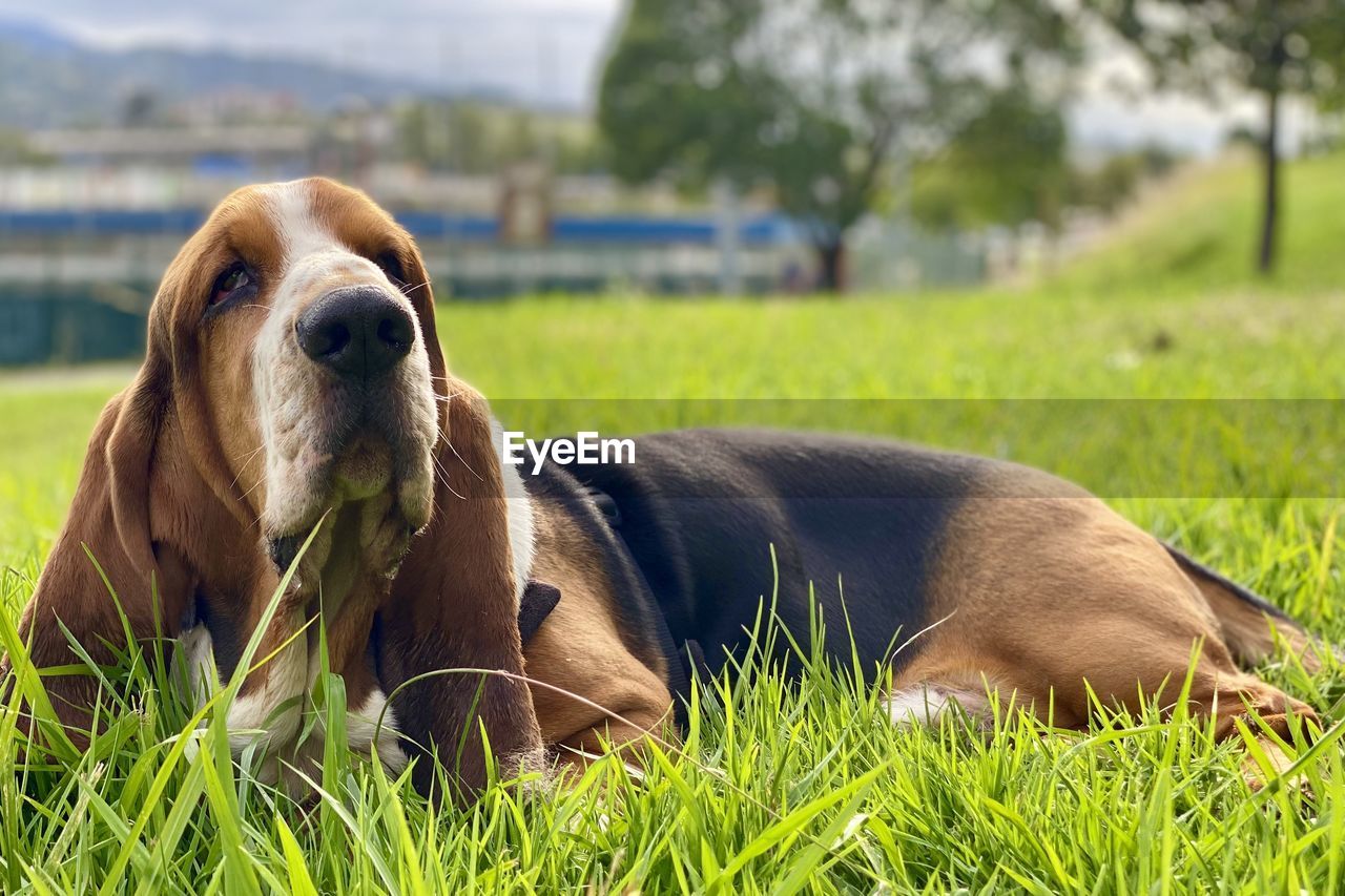 pet, dog, animal themes, animal, mammal, grass, one animal, plant, domestic animals, canine, hound, basset hound, relaxation, nature, no people, portrait, lying down, day, field, puppy, green, resting, outdoors, focus on foreground, basset artésien normand, land, looking at camera