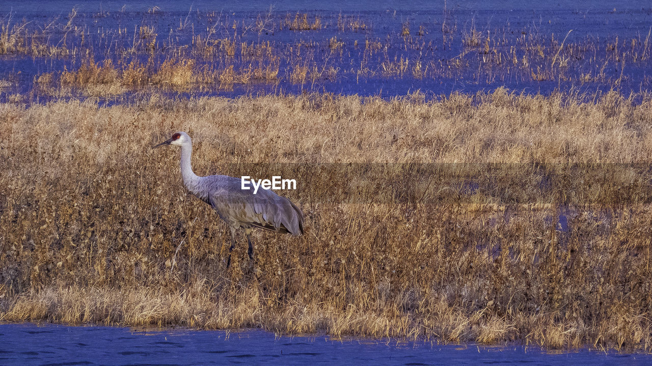 Side view of a crane bird on land near water 