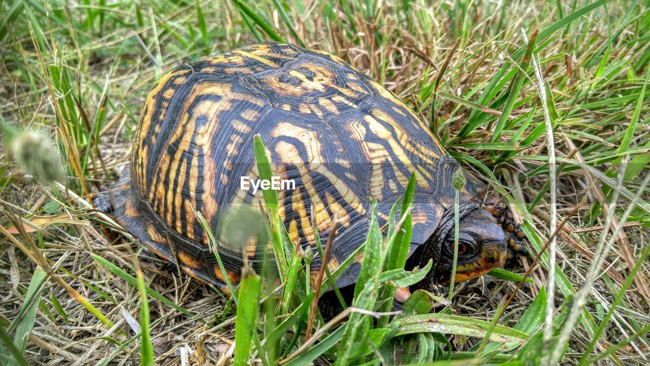 High angle view of turtle on grassy field