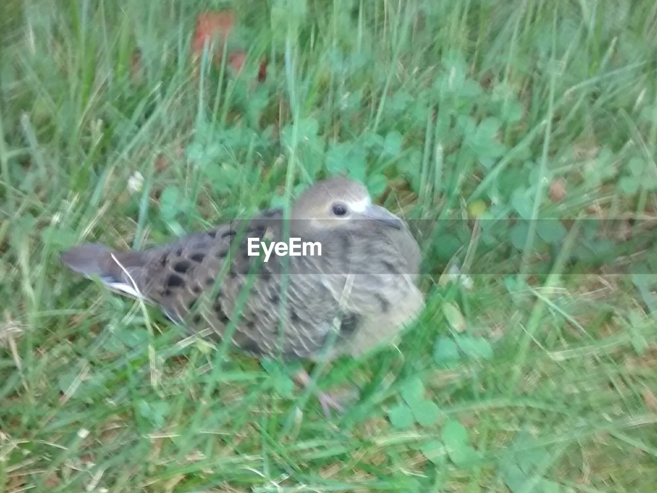 VIEW OF AN ANIMAL ON FIELD