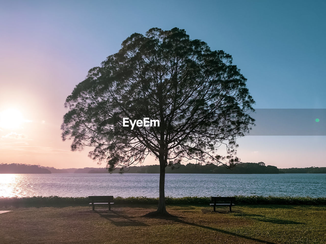 Tree by sea against sky during sunset