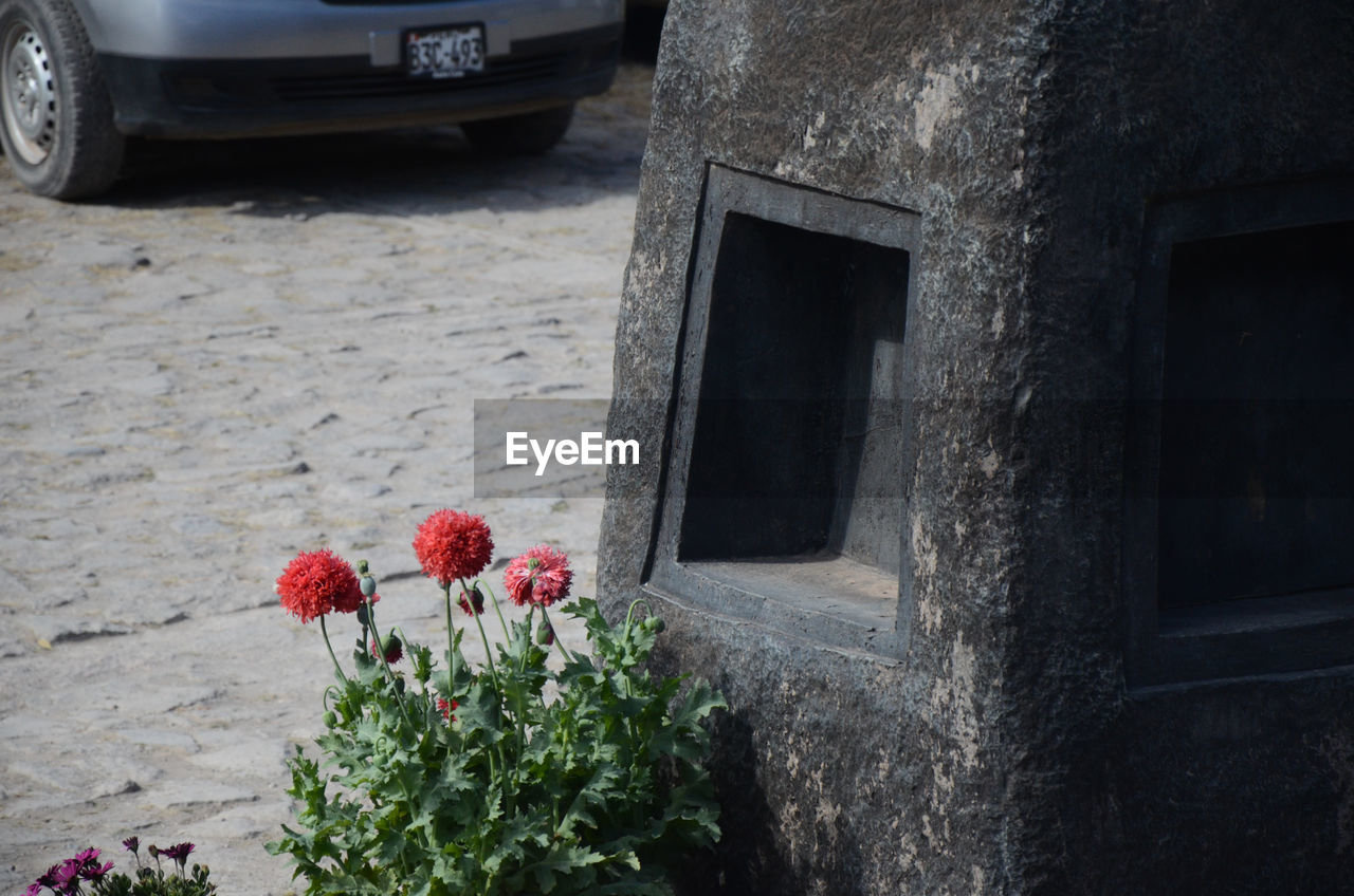 CLOSE-UP OF PLANTS AGAINST WALL