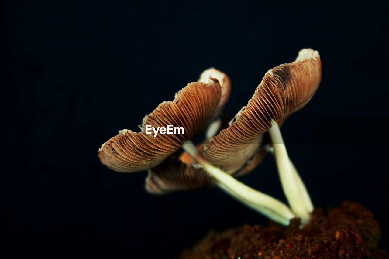 Close-up of mushrooms over black background