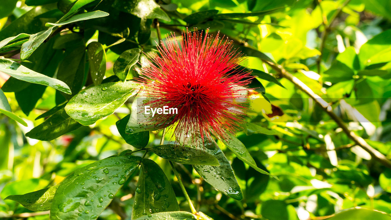 Close-up of red flower