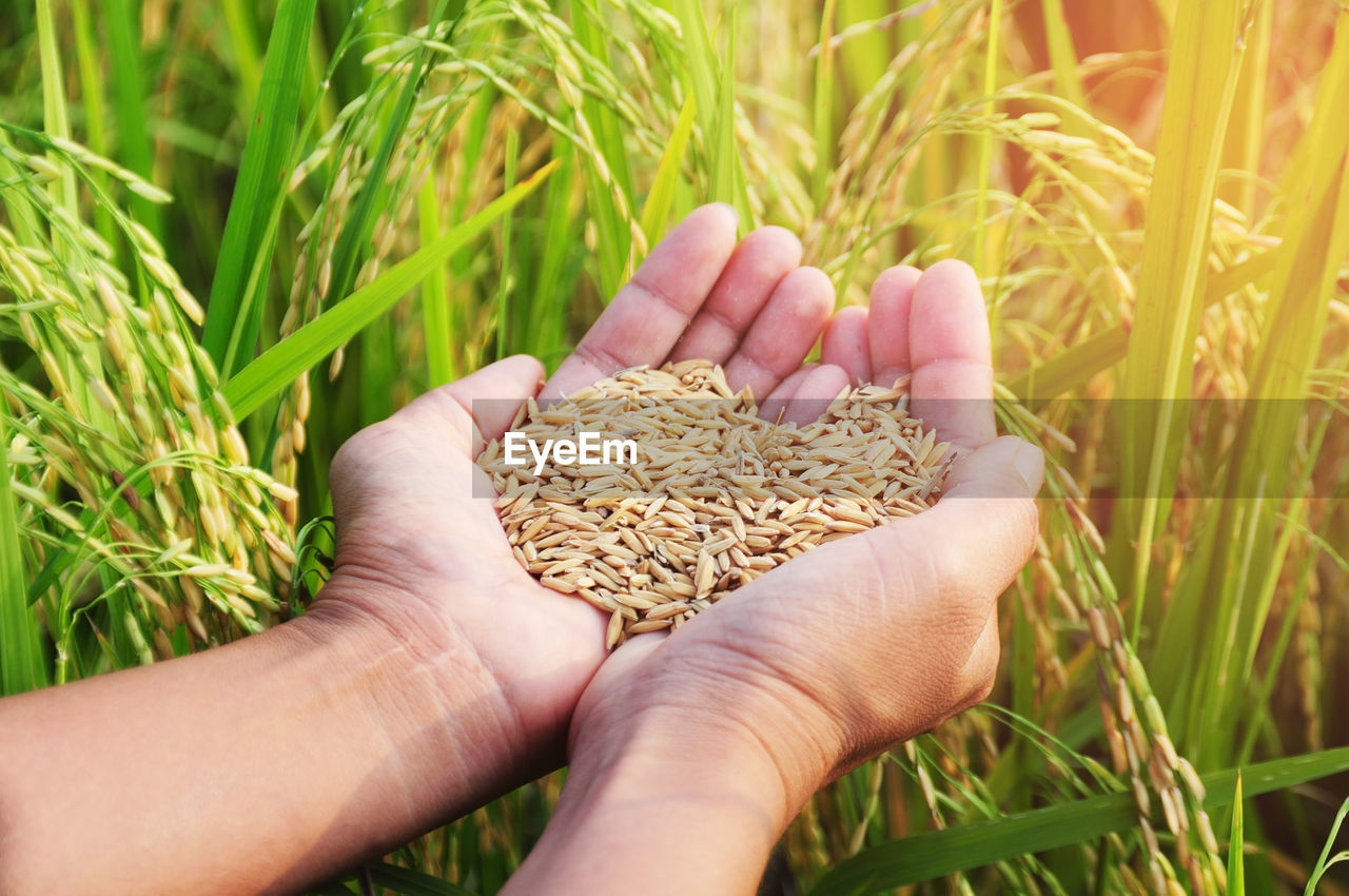 Cropped image of person holding rice seeds on field