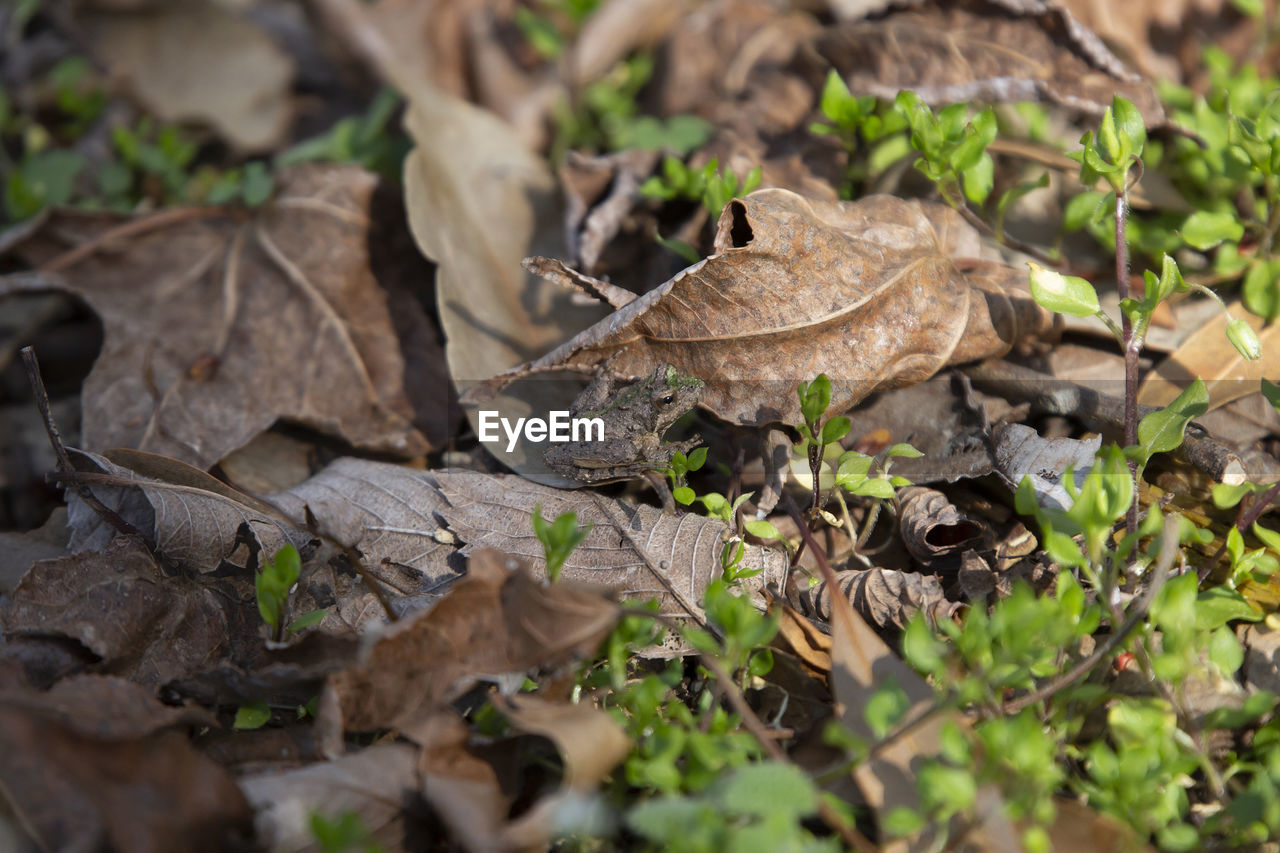 leaf, plant part, wildlife, nature, plant, animal wildlife, land, animal, no people, animal themes, tree, day, selective focus, dry, forest, outdoors, reptile, flower, field, one animal, environment, woodland, autumn, close-up