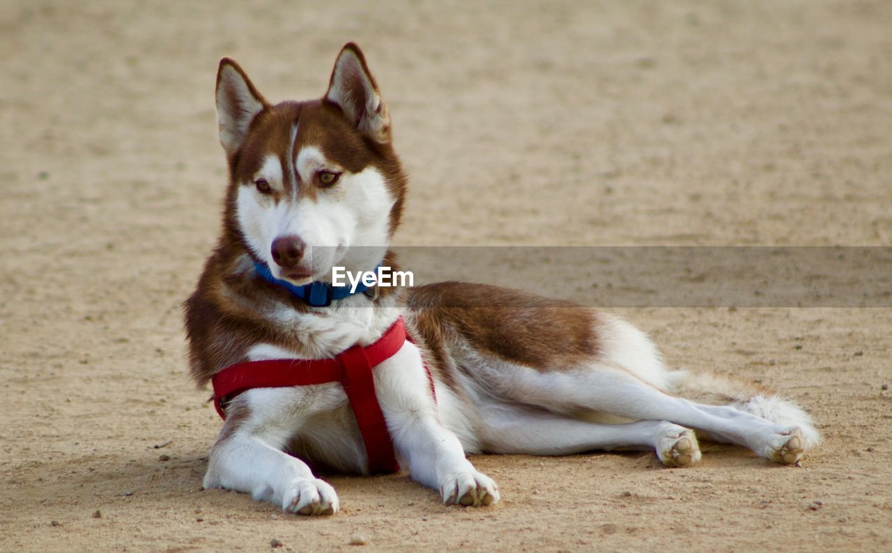 Portrait of dog sitting on land