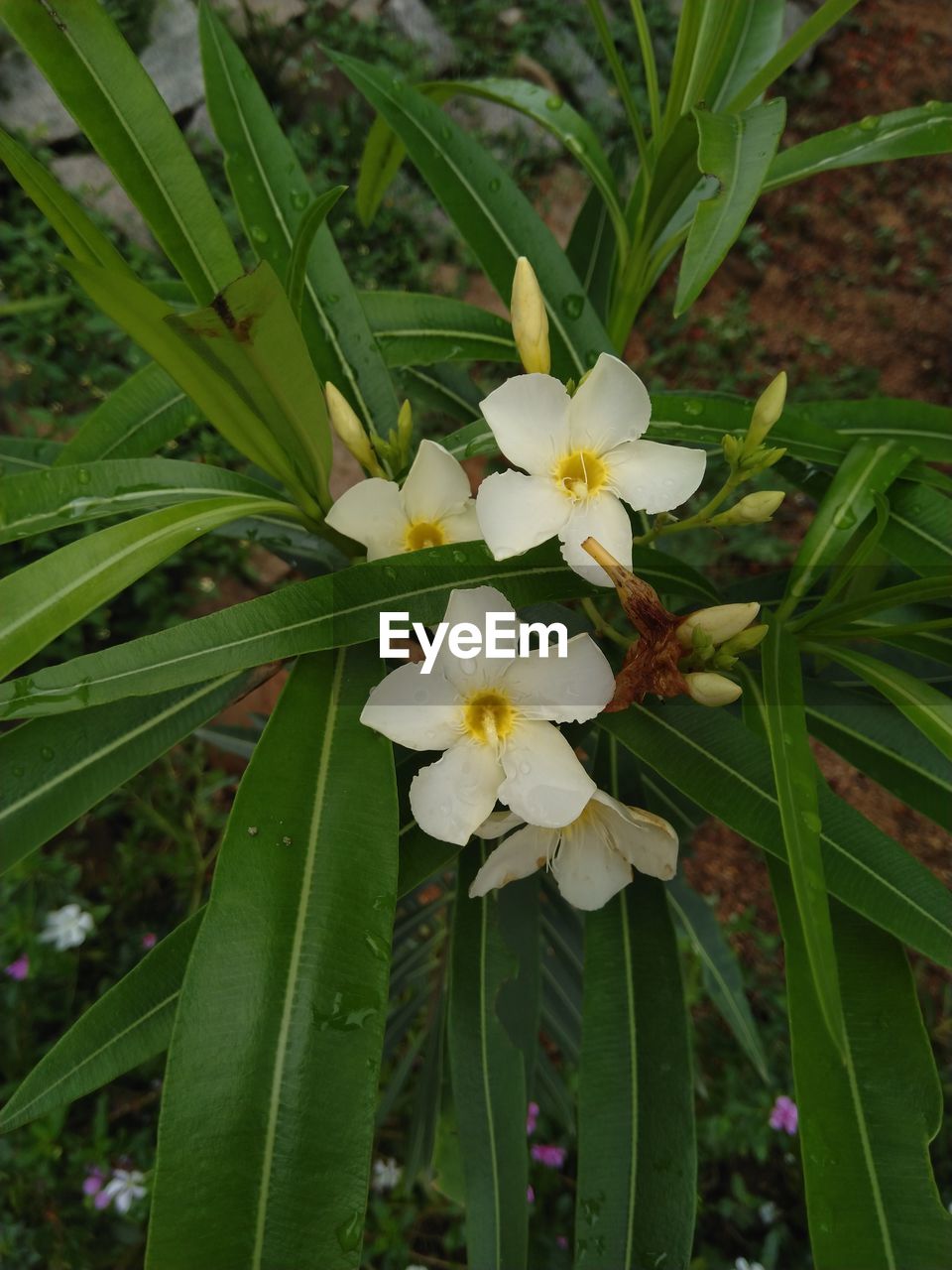 CLOSE-UP OF FLOWERING PLANT