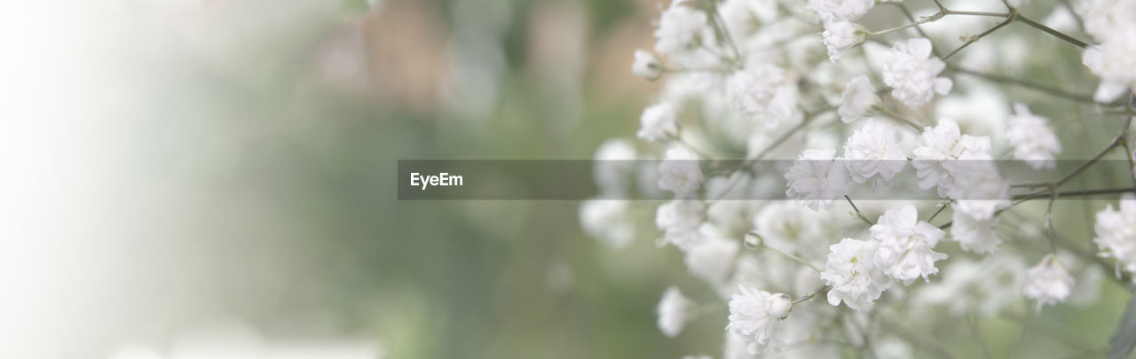 CLOSE-UP OF WHITE FLOWERING PLANT AGAINST TREES