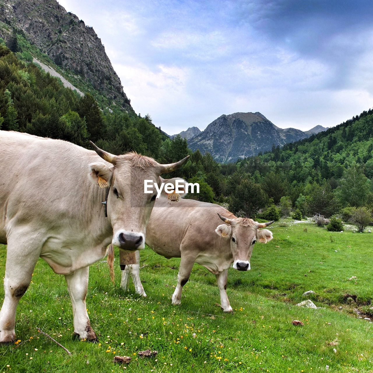 Cattle grazing against mountains