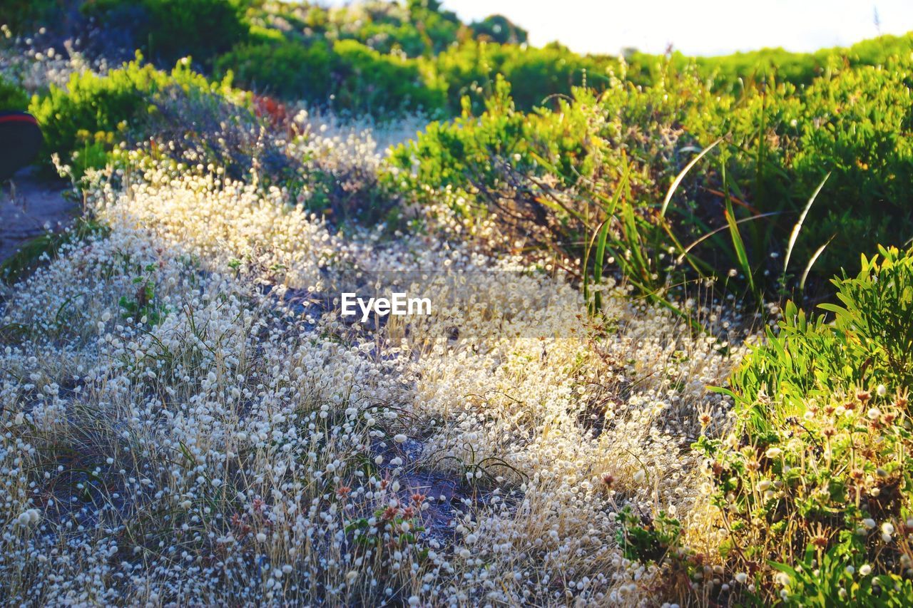 CLOSE-UP OF GRASS ON FIELD