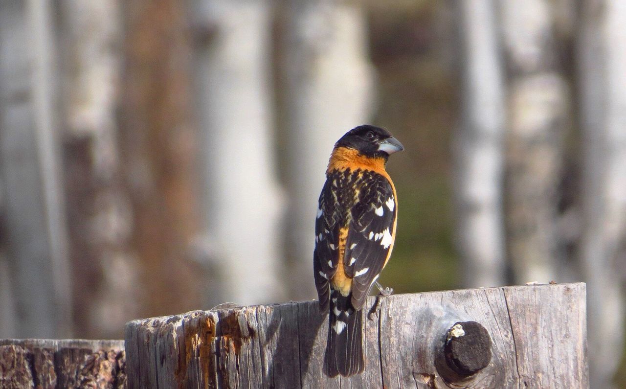 BIRD PERCHING ON WOOD