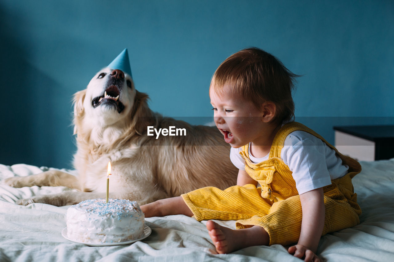 Labrador golden retriever together with a little cute child celebrate birthday