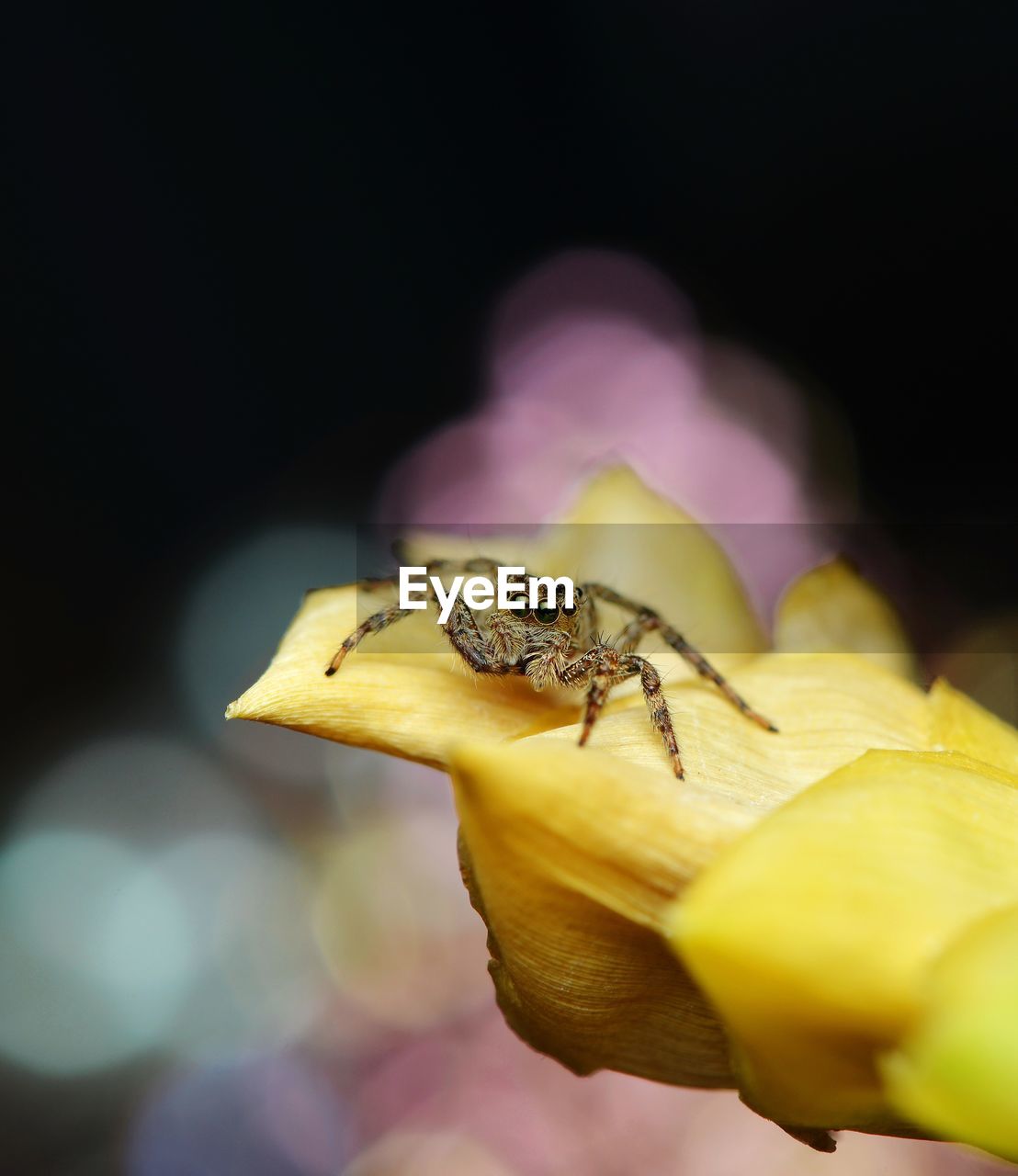 CLOSE-UP OF INSECT ON YELLOW FINGER