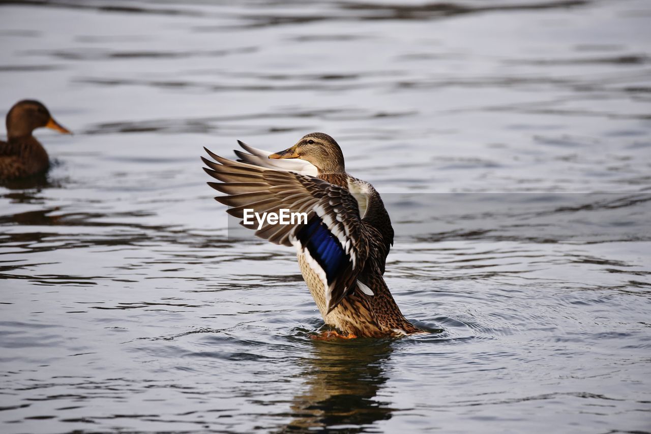 Mallard duck with spread wings on river