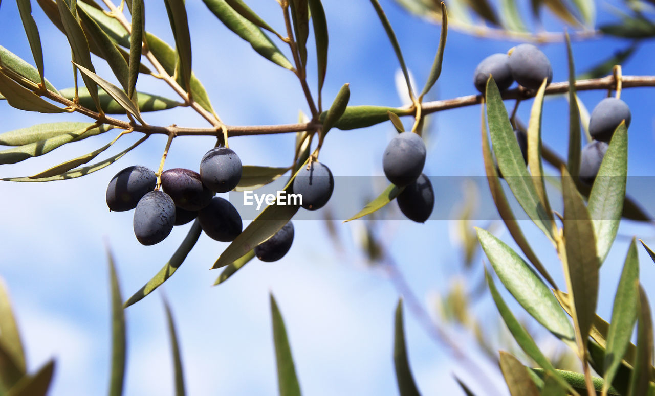 CLOSE-UP OF FRUITS ON TREE