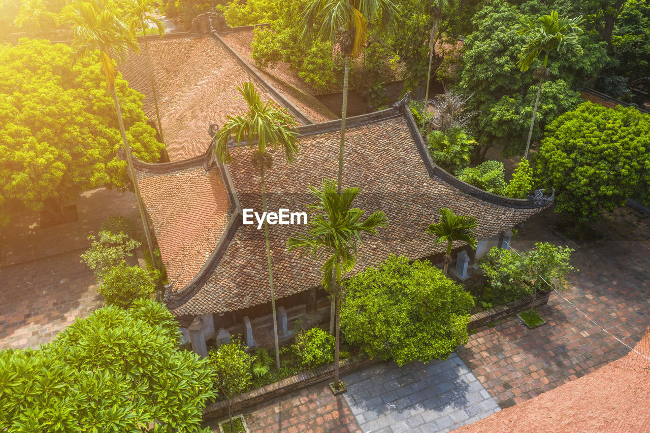 HIGH ANGLE VIEW OF PLANTS AND TREES IN FOREST