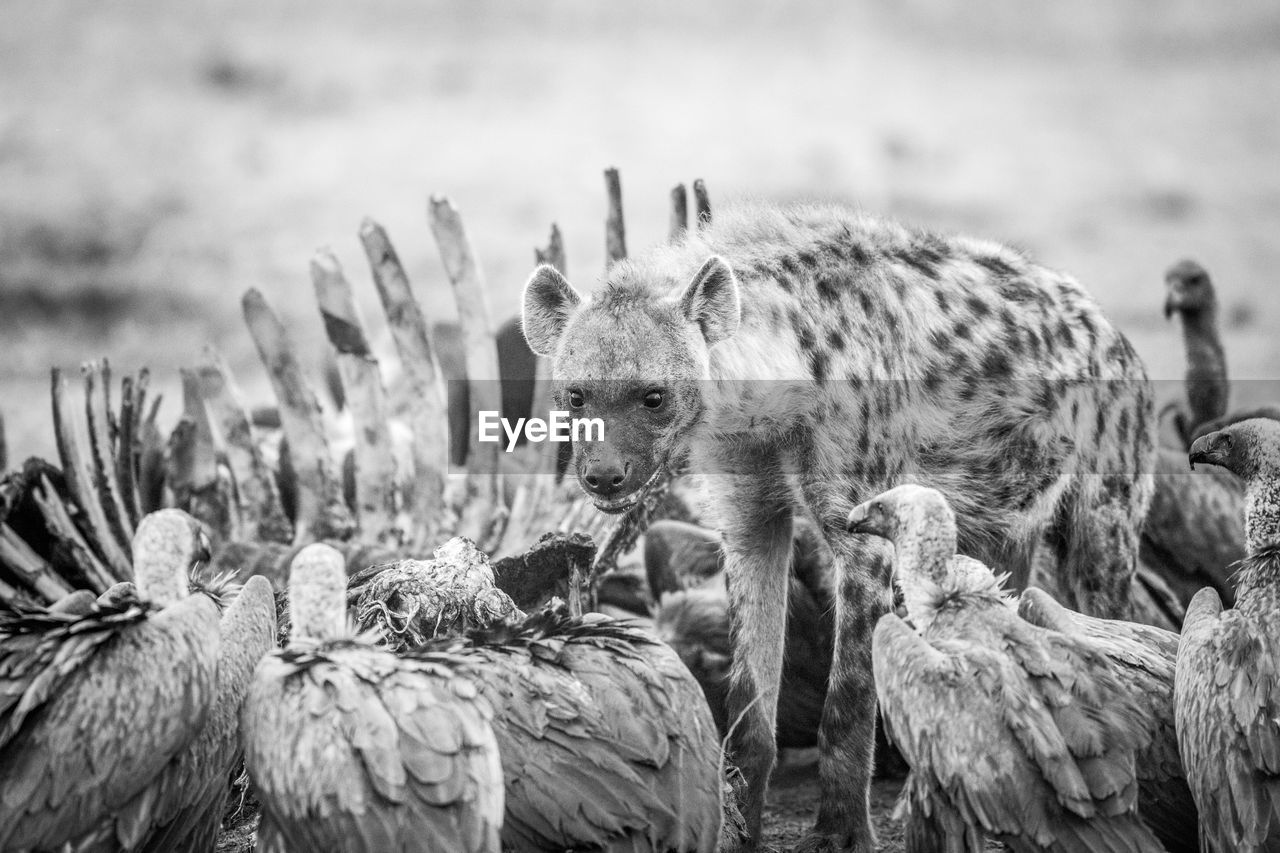 Spotted hyena standing on field