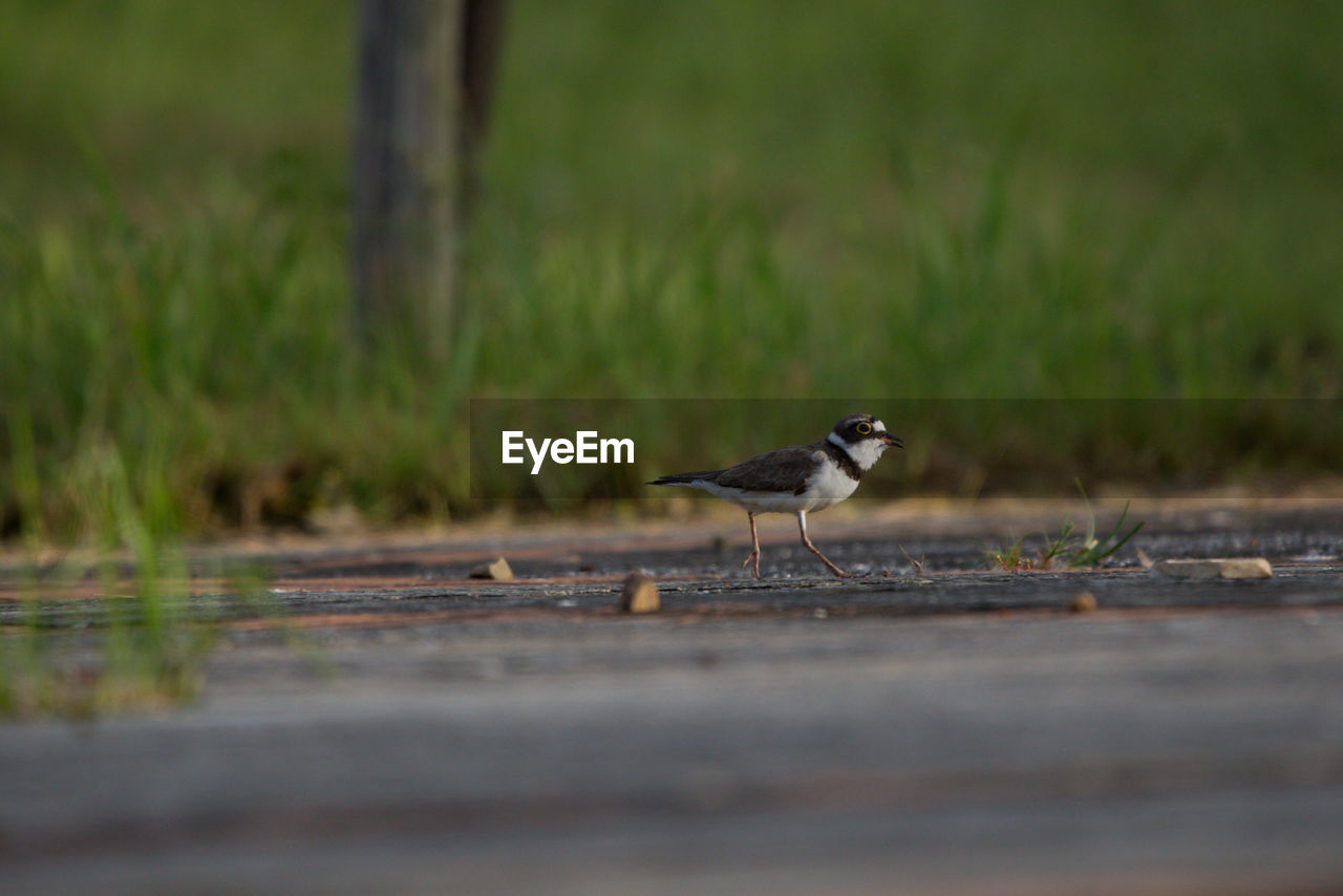 View of bird perching on wood