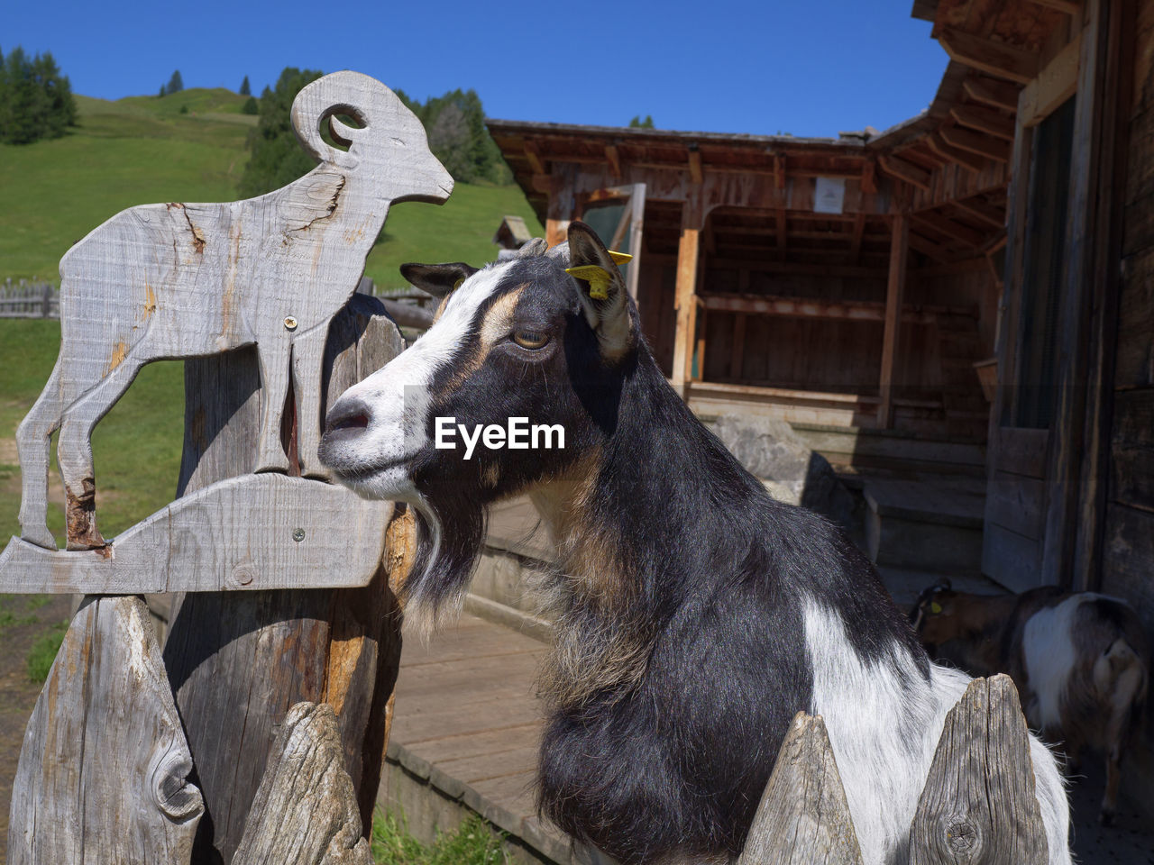 animal, mammal, animal themes, domestic animals, horse, livestock, nature, stallion, pet, architecture, animal wildlife, sky, no people, one animal, farm, agriculture, outdoors, pack animal, animal body part, day, landscape, rural scene, wood, donkey, plant, clear sky