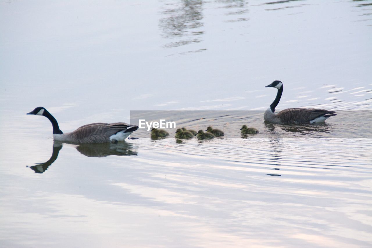 Side view of birds with young ones