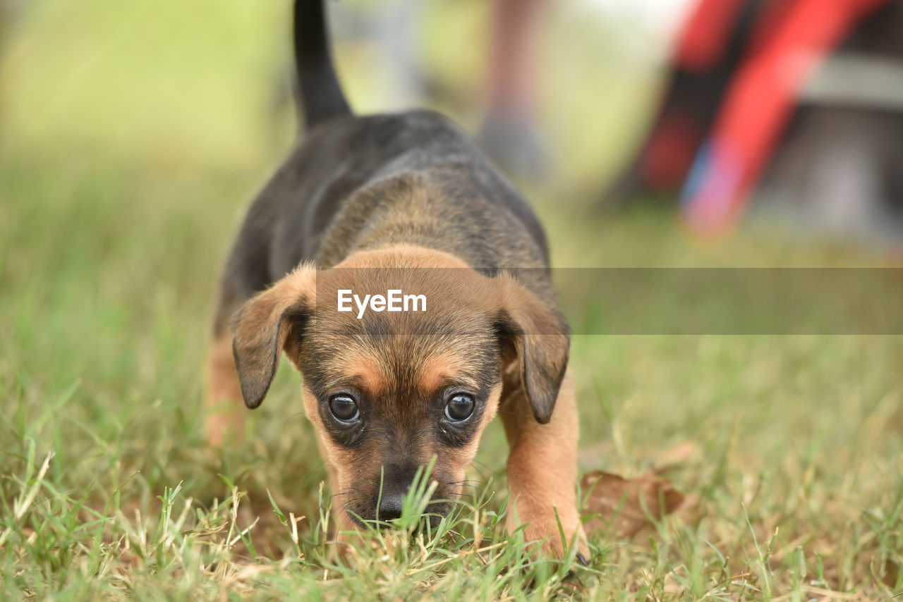 Portrait of puppy on field