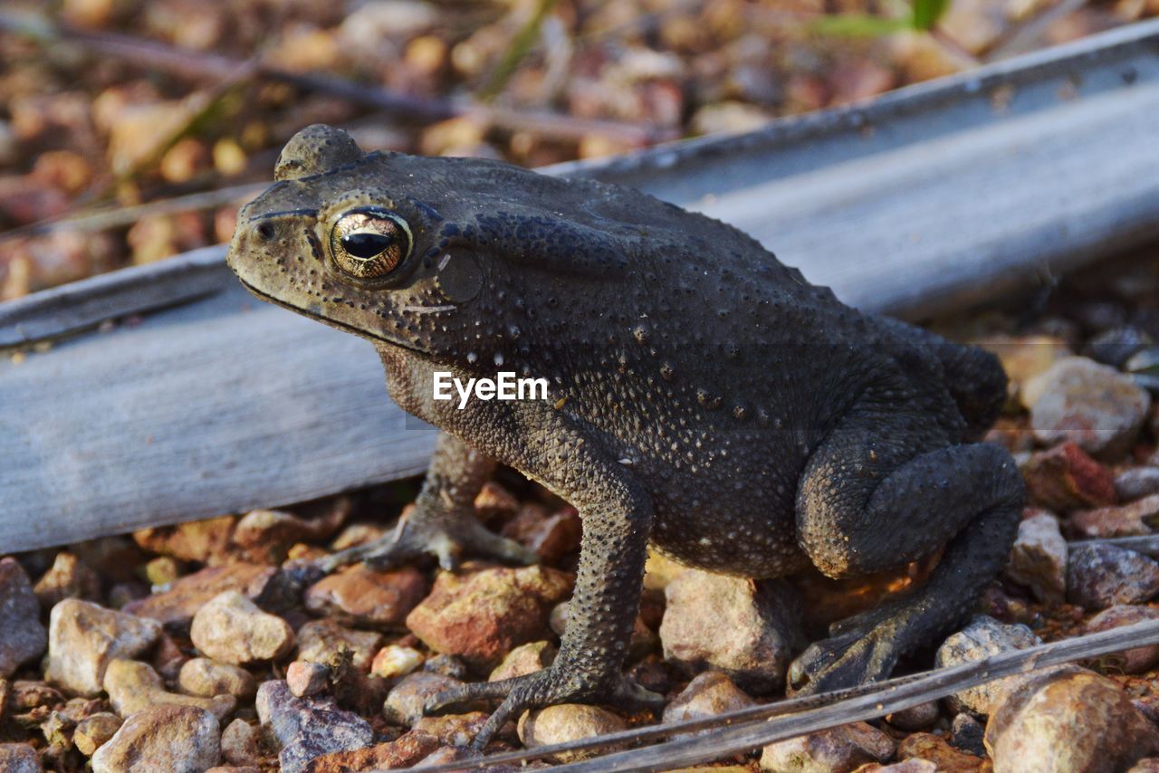 Close-up of frog on rock