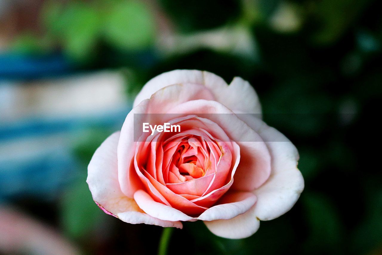 Close-up of rose against blurred background