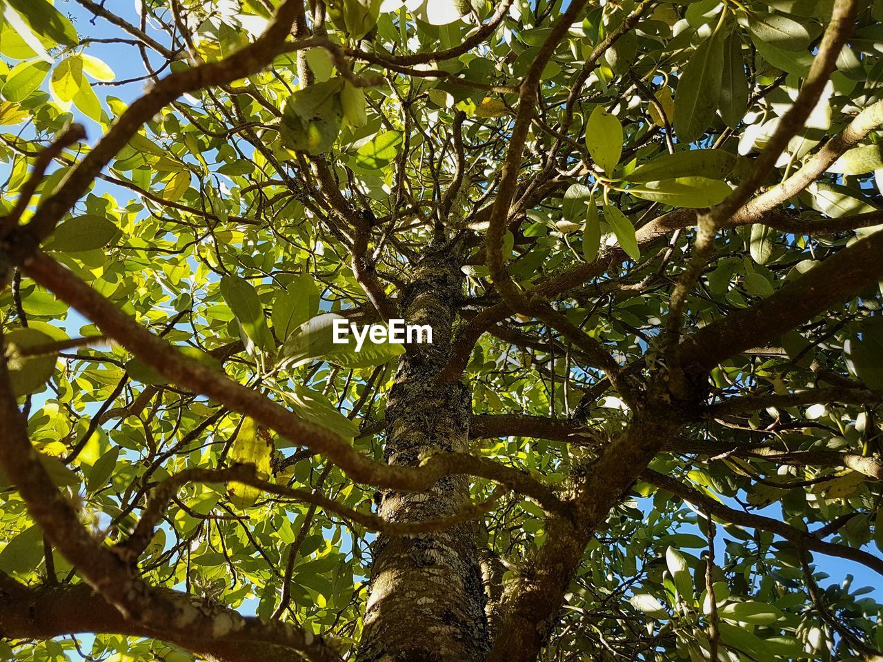 Low angle view of tree in forest against sky