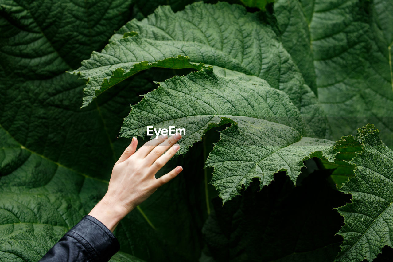 Close-up of hand on leaf