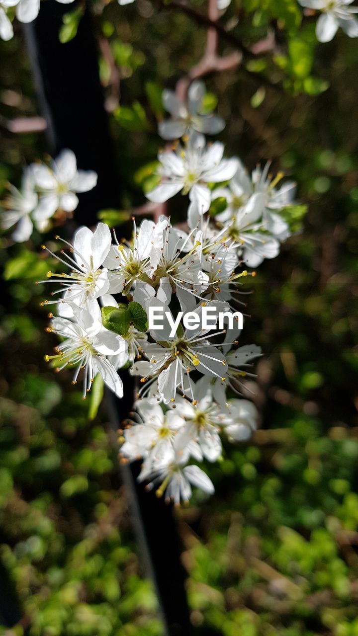 CLOSE-UP OF WHITE FLOWERS ON PLANT