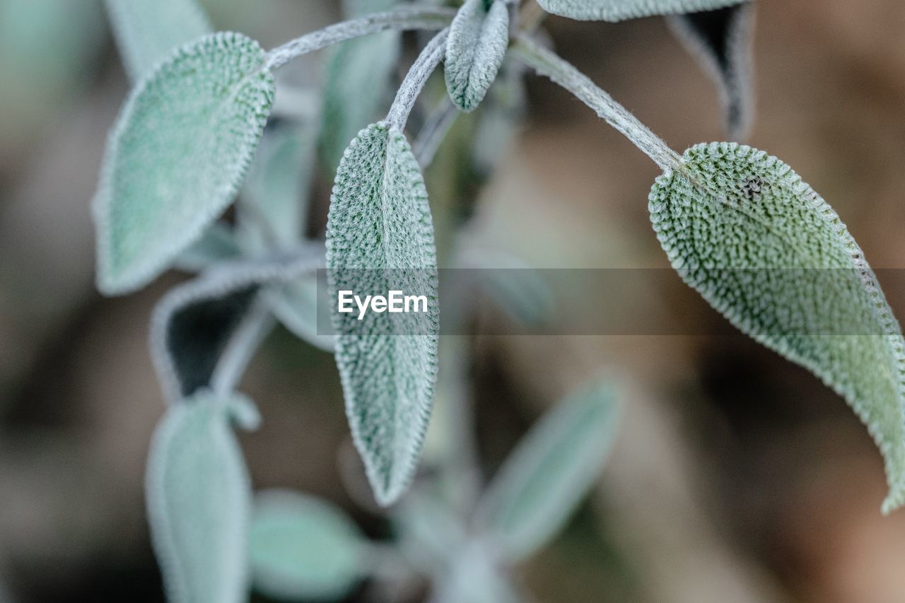 CLOSE-UP OF PLANTS