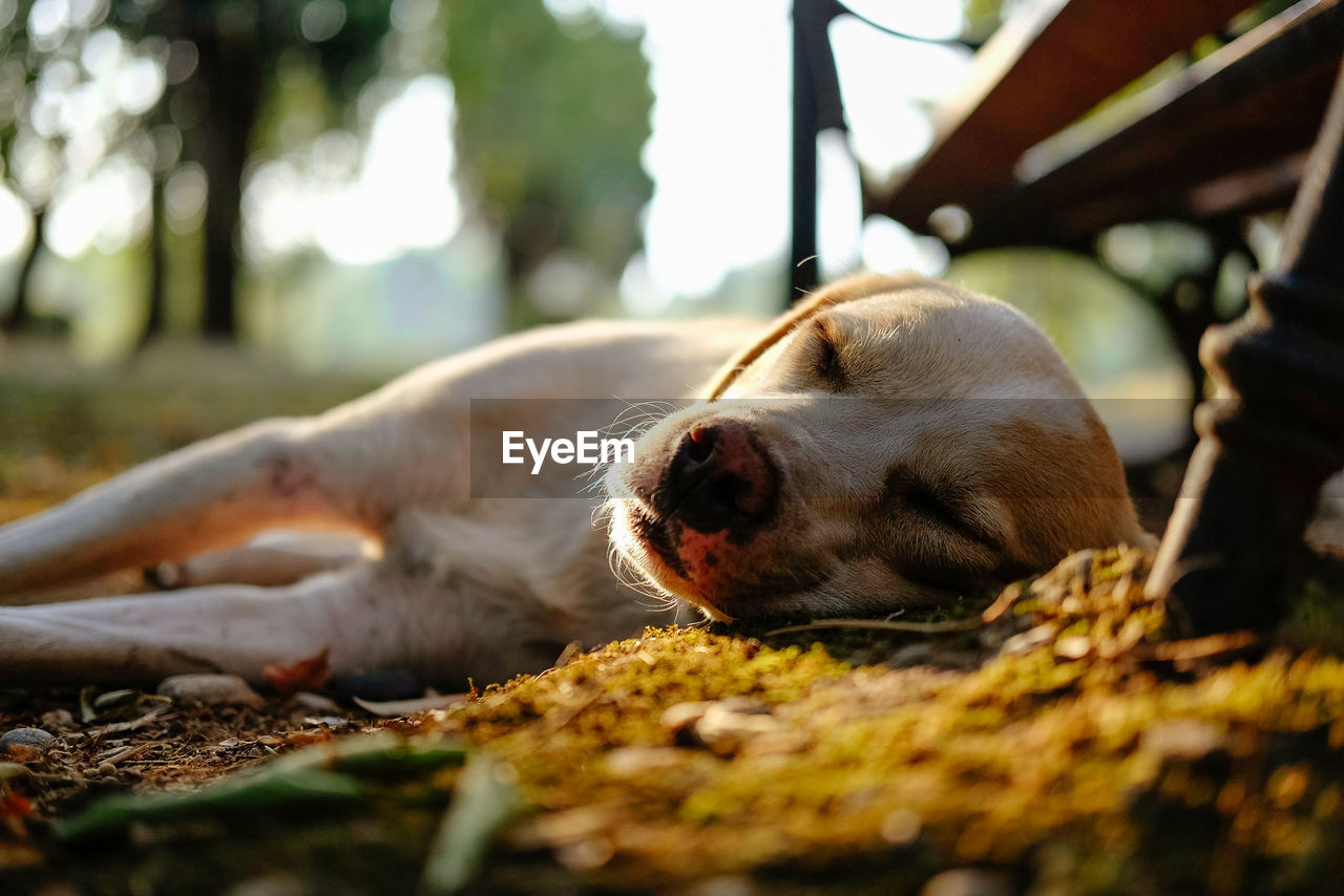 Close-up of dog relaxing outdoors