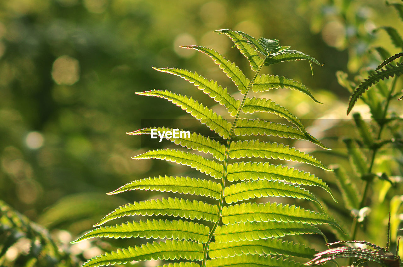 CLOSE-UP OF FERN LEAVES