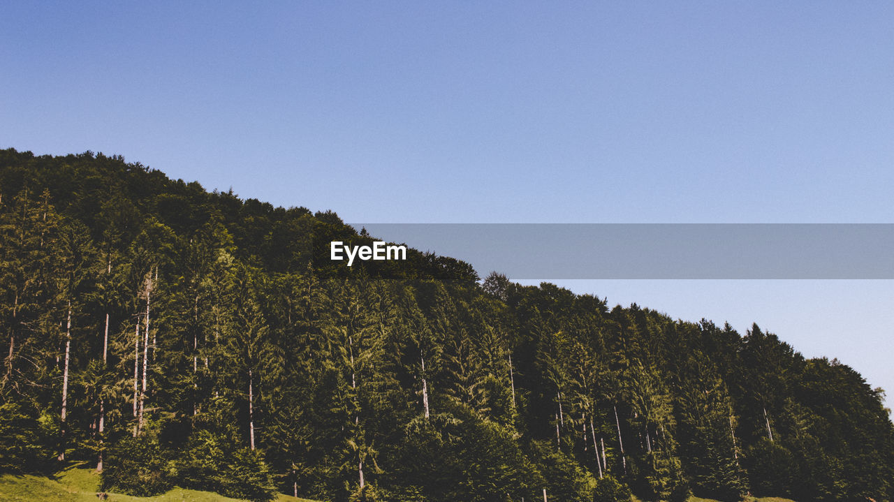 Trees in forest against clear sky