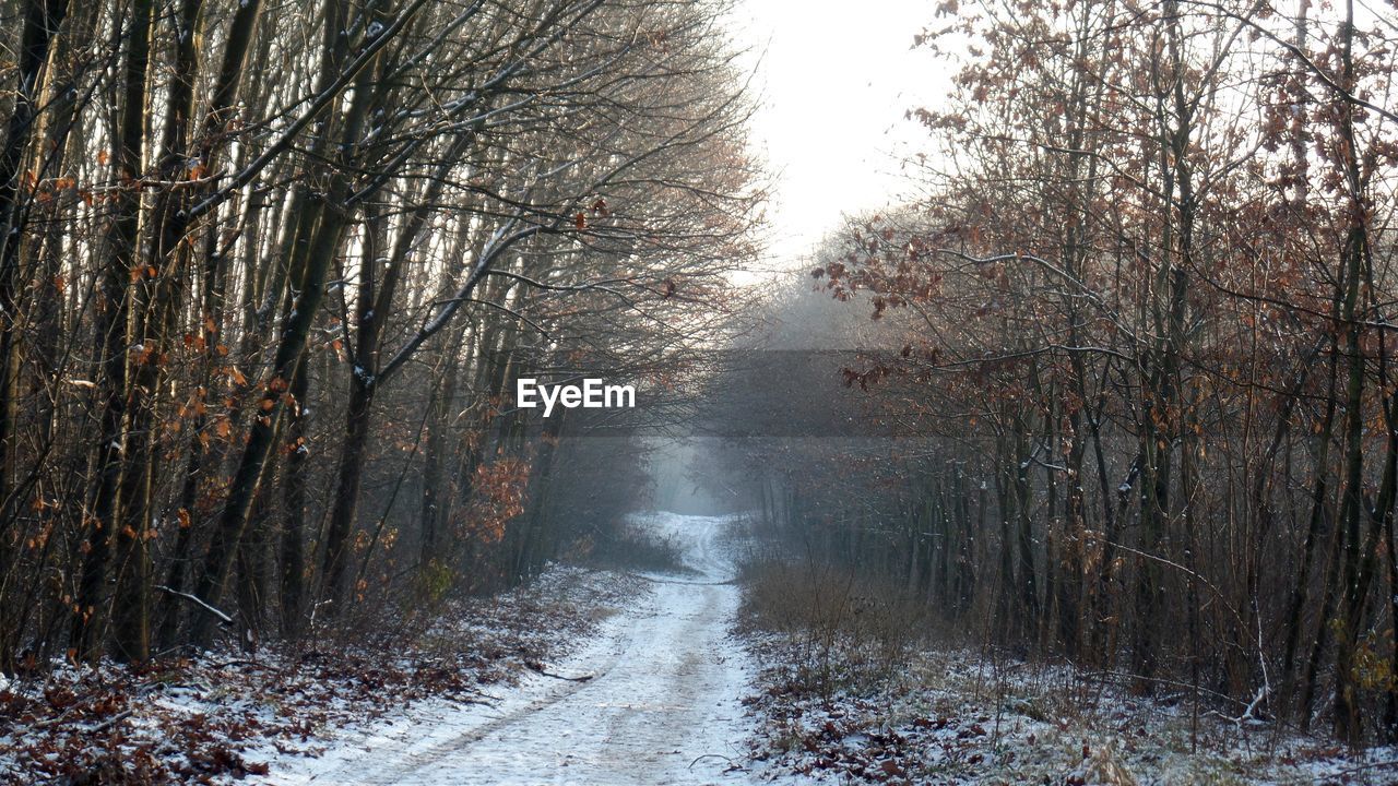 Trees in forest against sky during winter