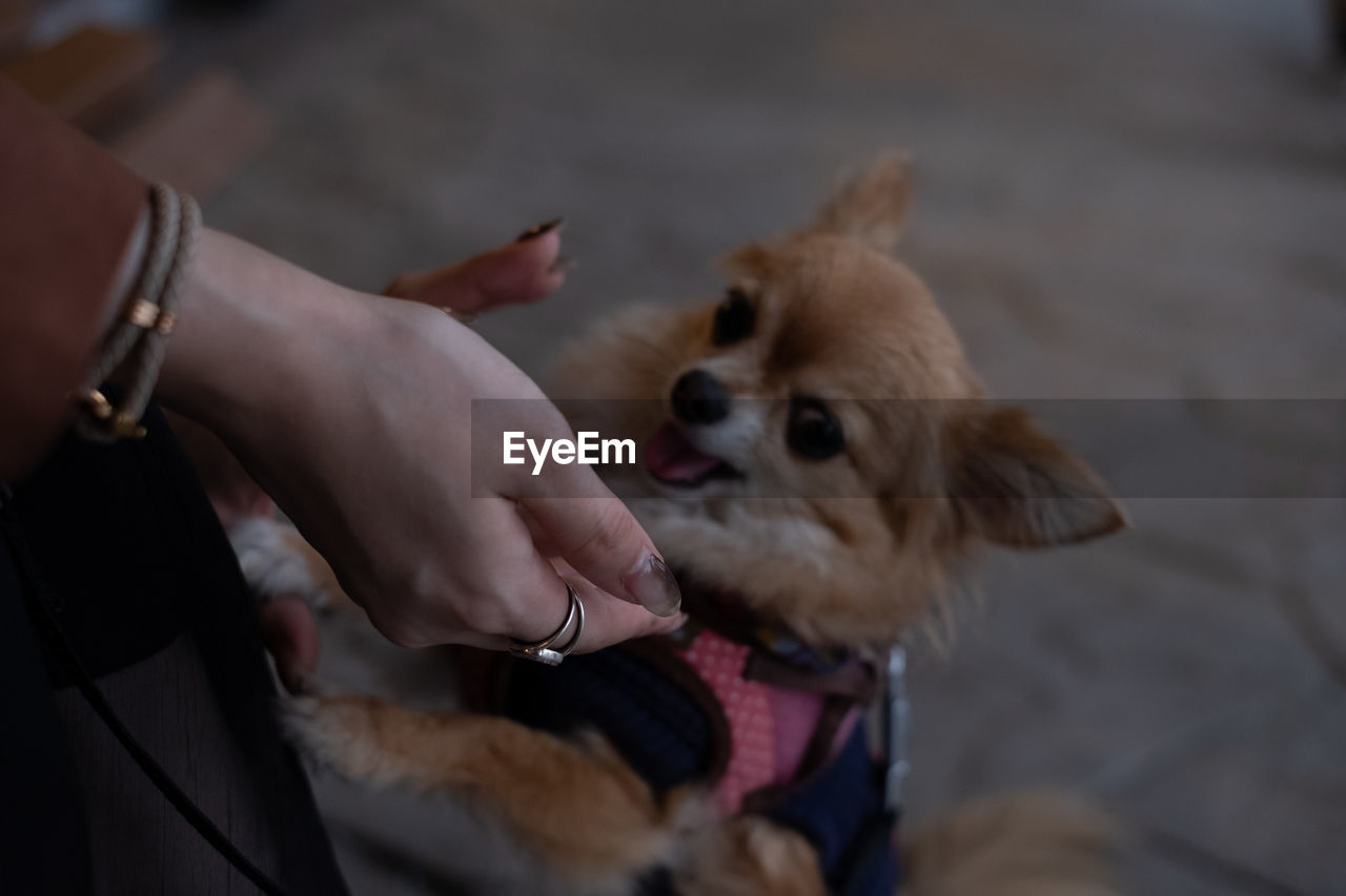 High angle view of woman with dog