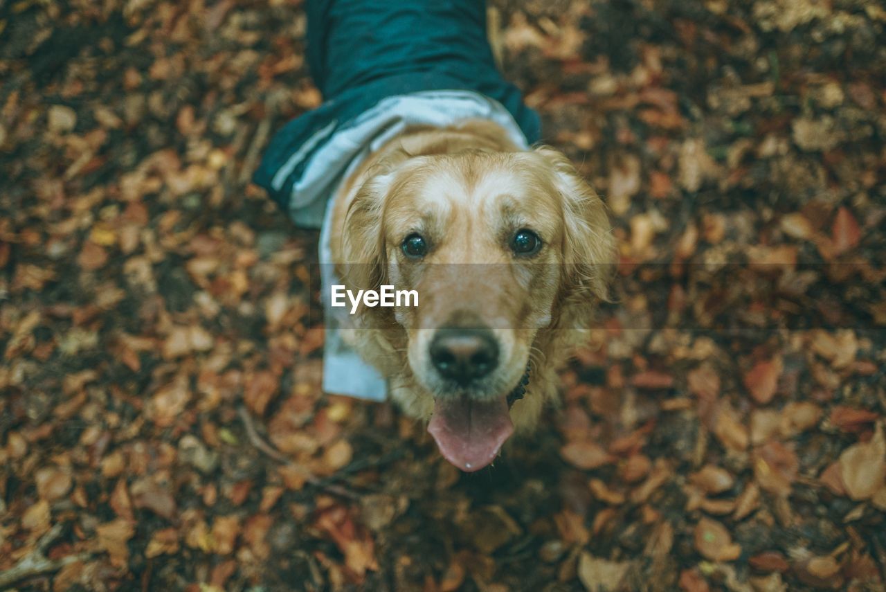 High angle view portrait of dog on land