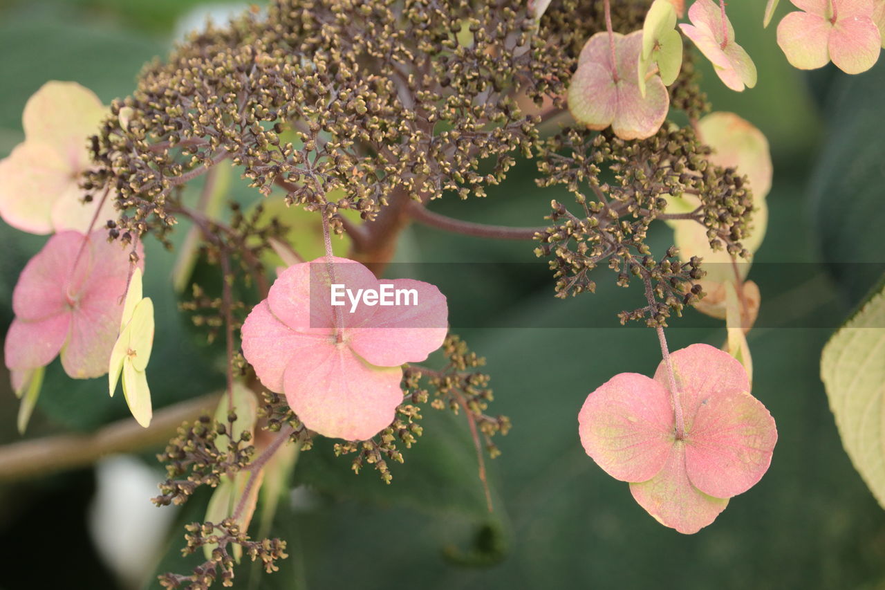 close-up of fresh white flowering plant