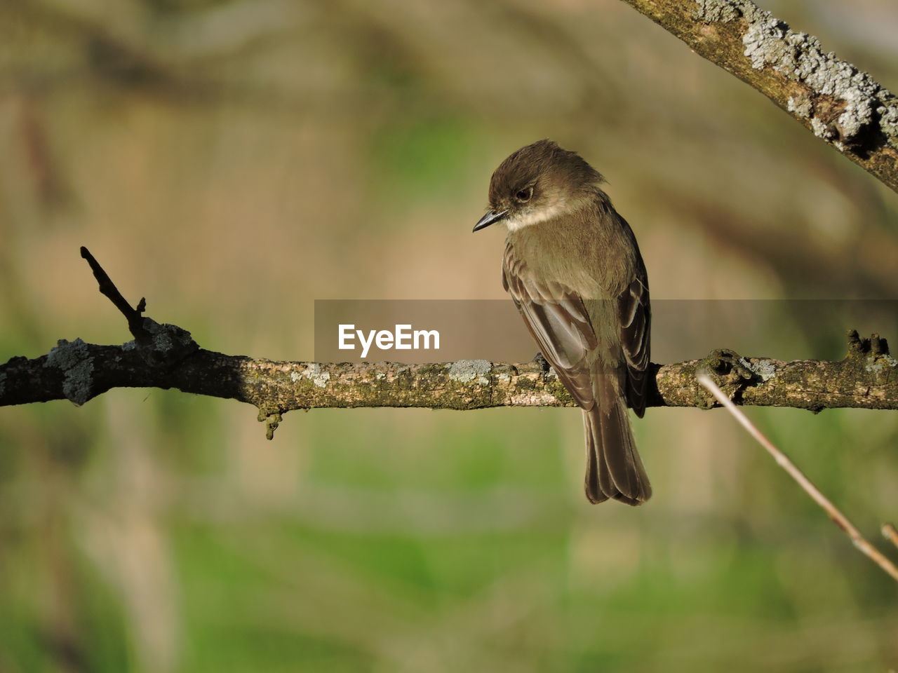 BIRD PERCHING ON BRANCH