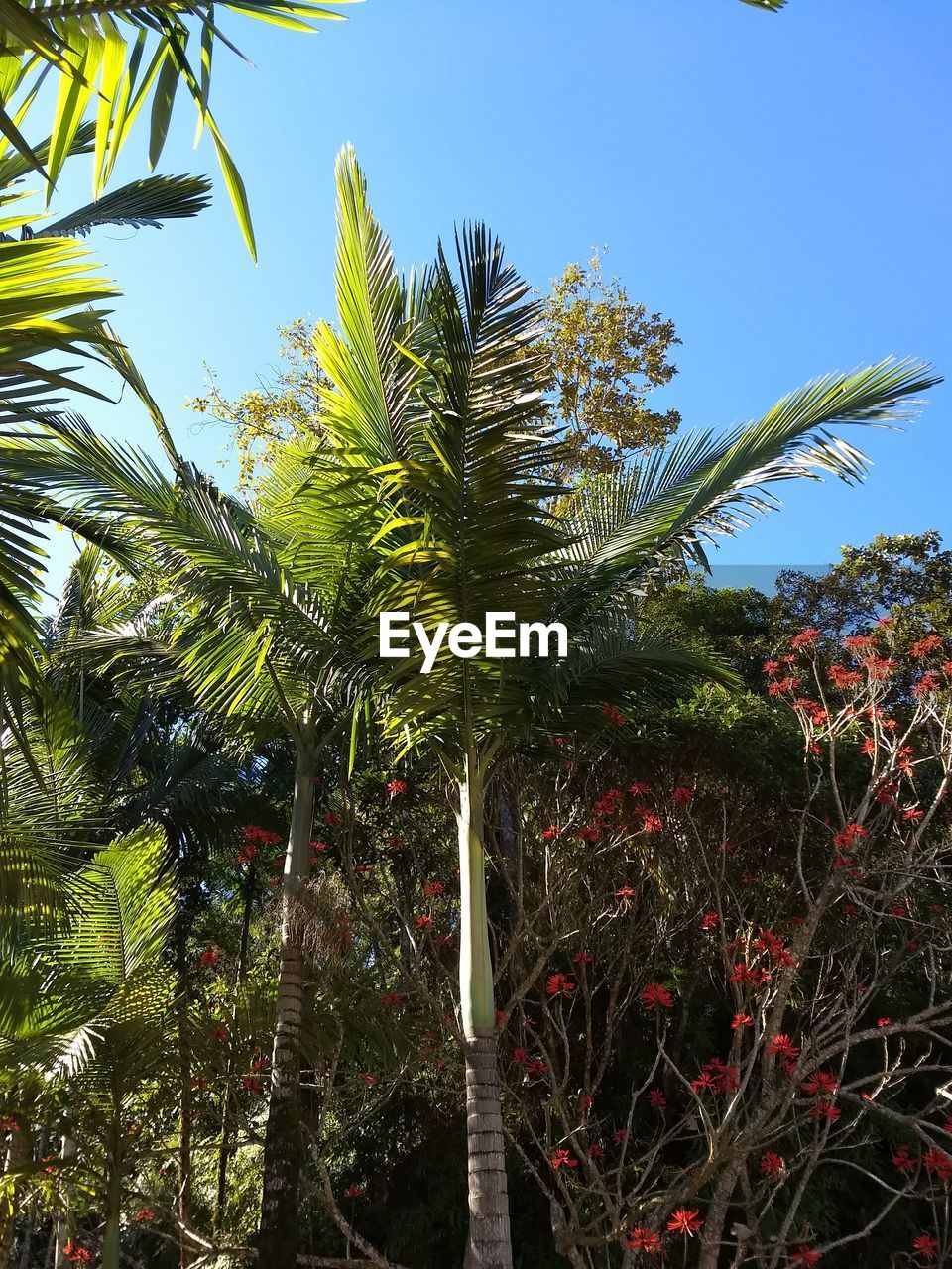 LOW ANGLE VIEW OF PALM TREES AGAINST BLUE SKY