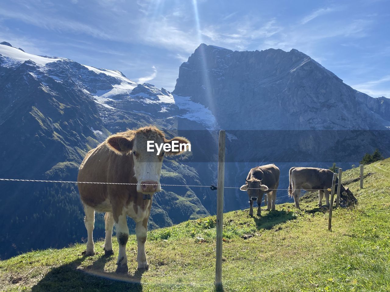 Cow over engelberg