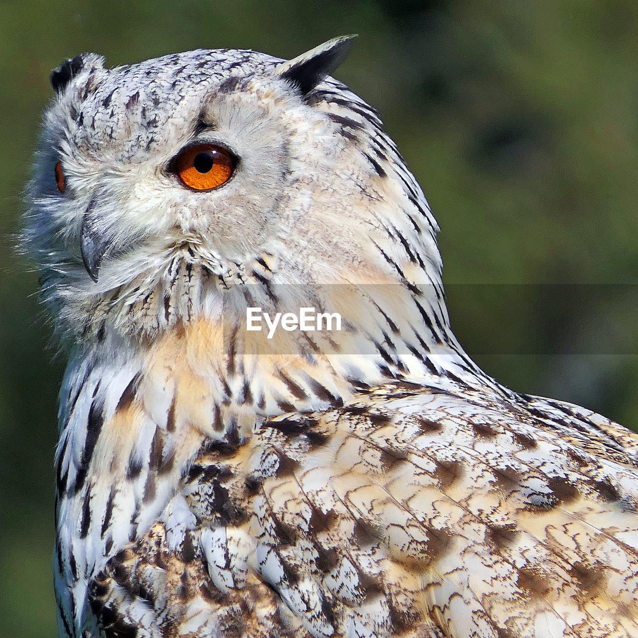 close-up of eagle