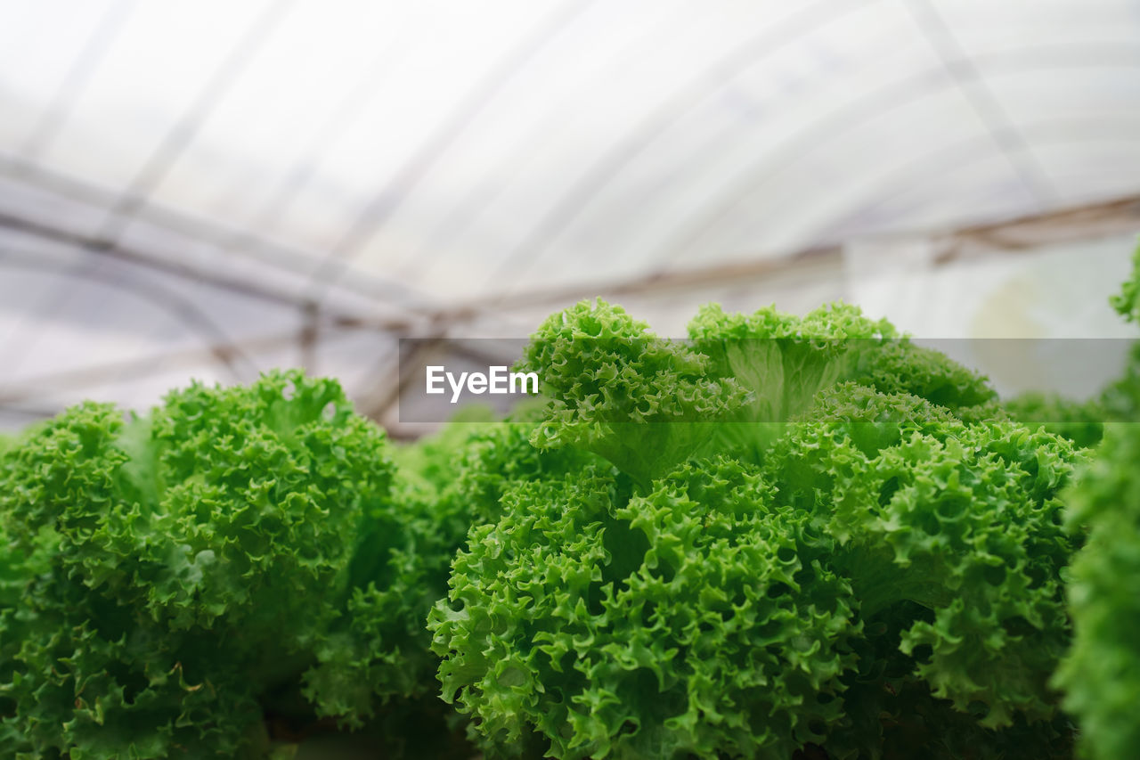 Vegetable lettuce in a greenhouse farm