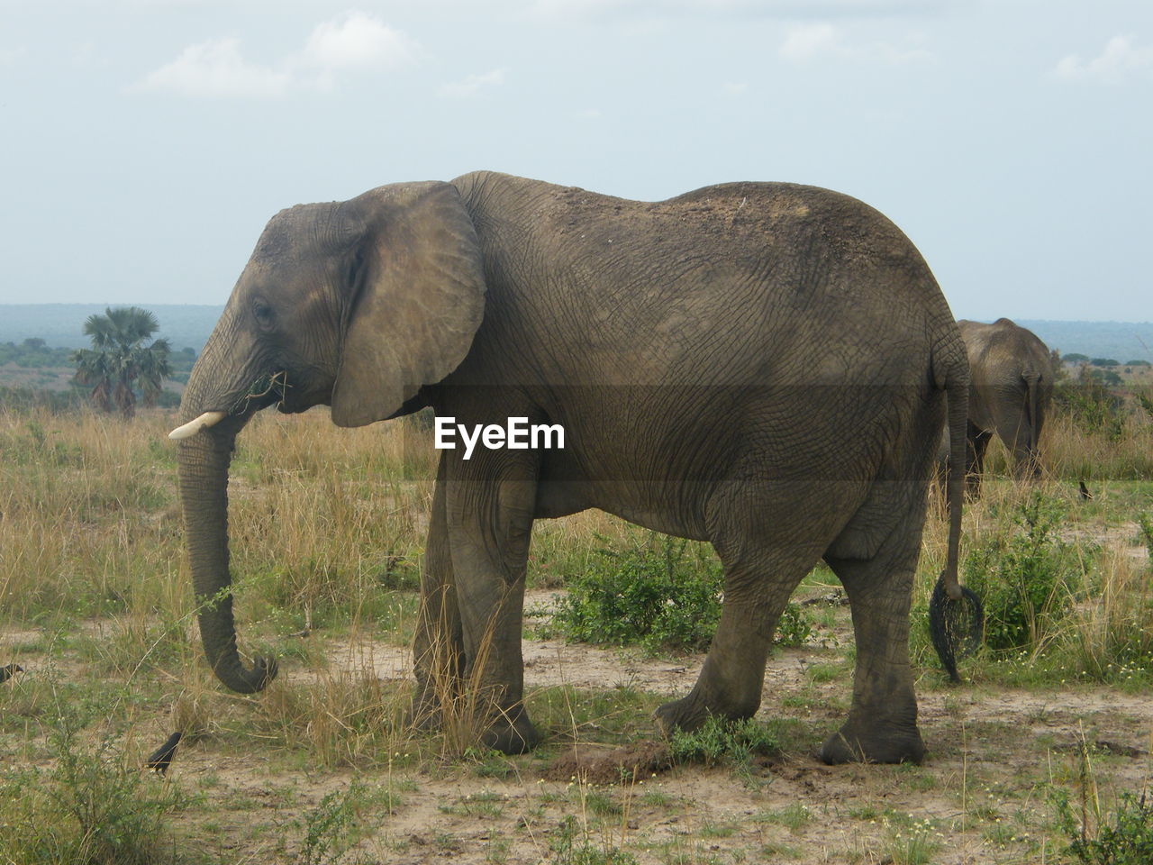 Elephant in uganda