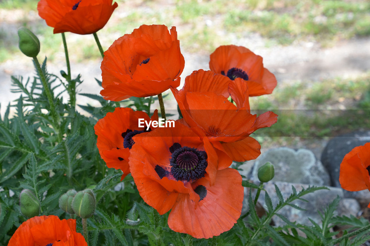 plant, flower, poppy, flowering plant, freshness, orange color, nature, beauty in nature, growth, petal, flower head, fragility, close-up, no people, inflorescence, day, outdoors, wildflower, field, focus on foreground, land, food, grass, meadow, plant part