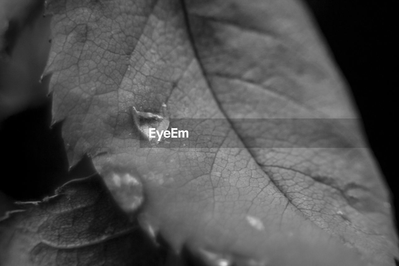 CLOSE-UP OF LEAF ON LEAF