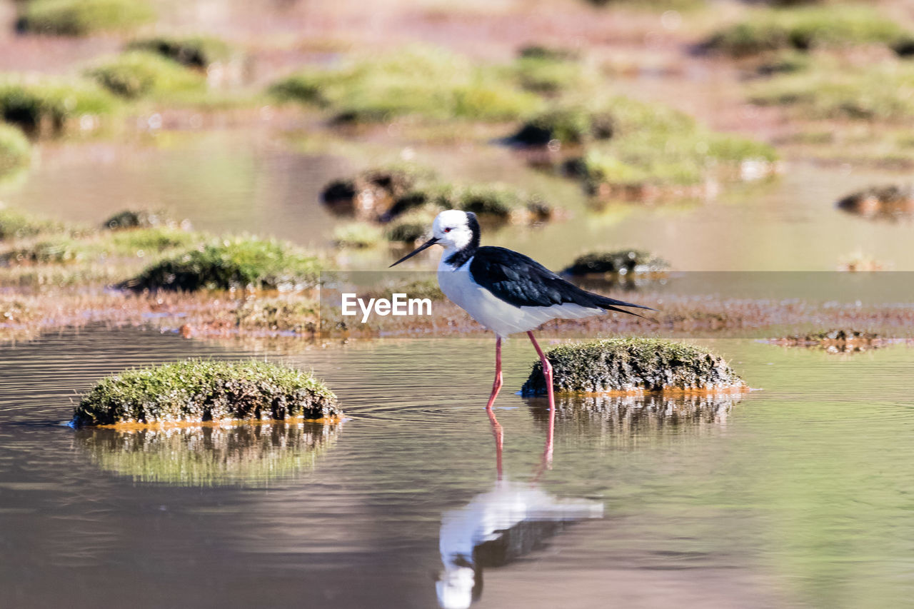 Pied stilt