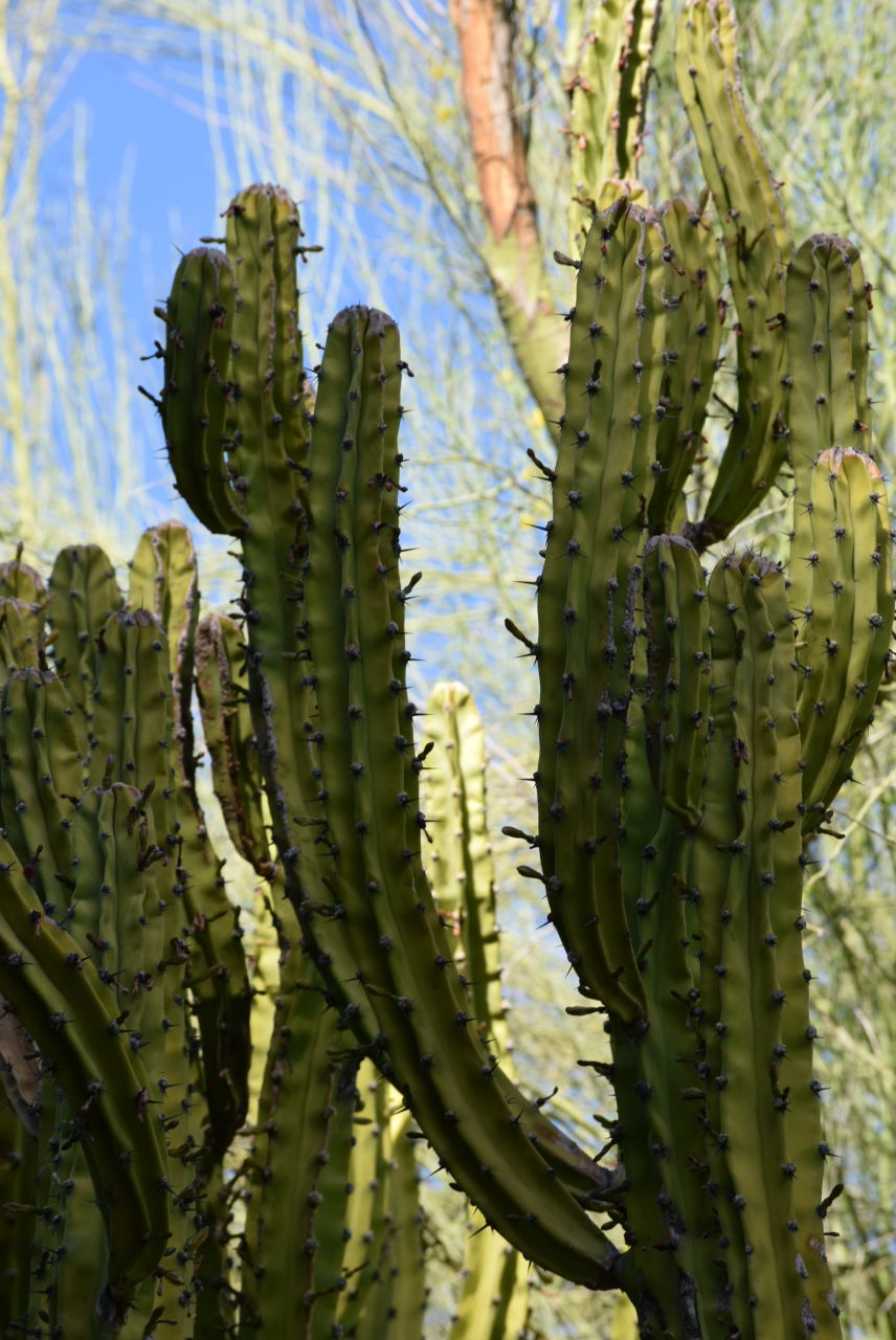 CLOSE-UP OF PRICKLY PEAR CACTUS ON PLANT